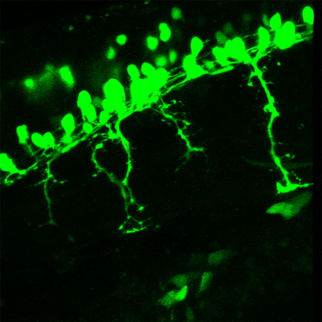 Image of flourescent branched axons